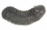Austerops Trilobite Fossil - Rock Removed #55857-1